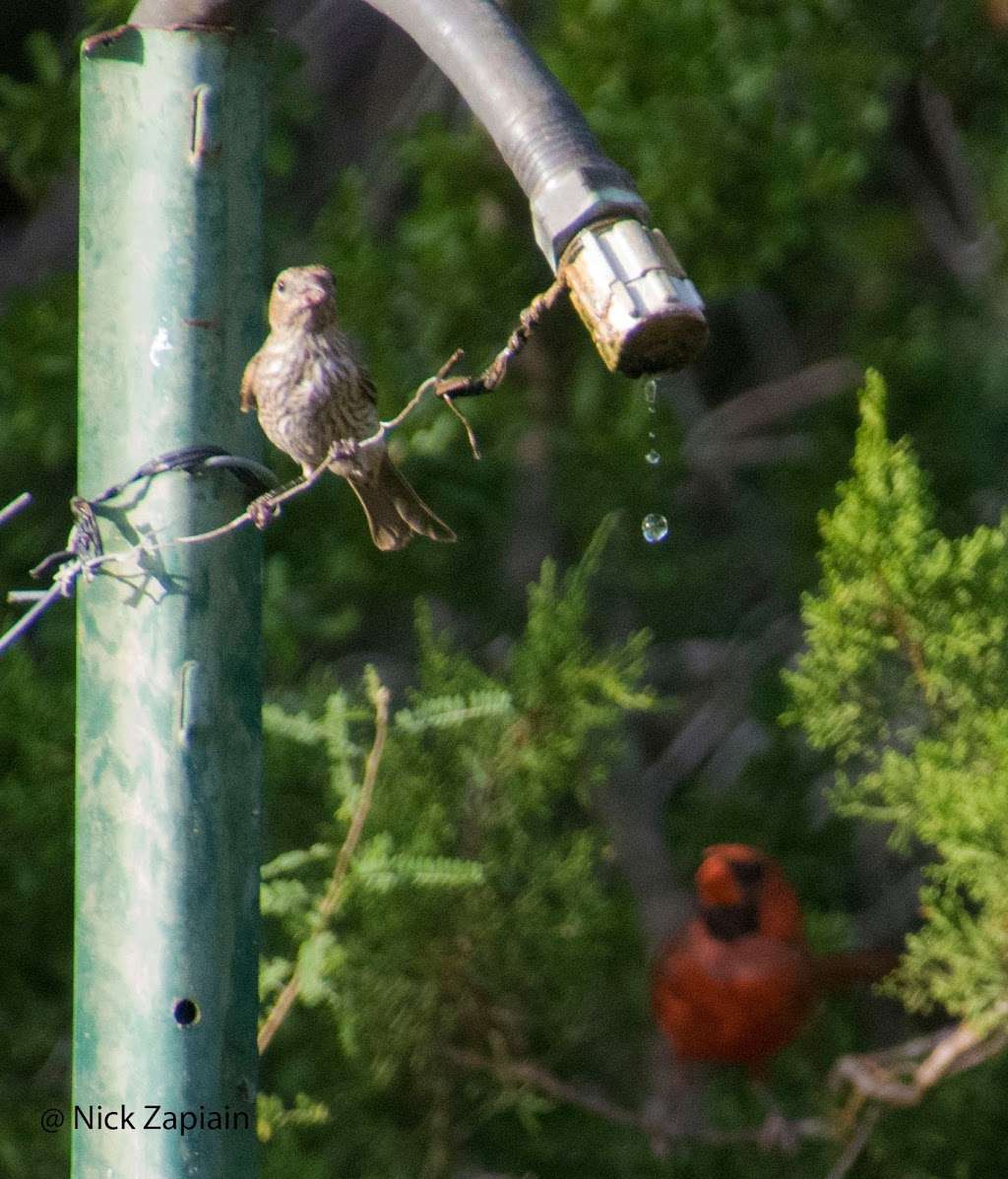 Warbler Woods Bird Sanctuary | 19349 Old Wiederstein Rd, Cibolo, TX 78108, USA | Phone: (210) 602-8621