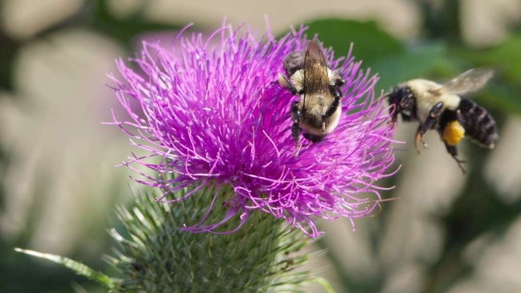 Mass Audubons Daniel Webster Wildlife Sanctuary | Winslow Cemetery Rd, Marshfield, MA 02050, USA | Phone: (781) 837-9400