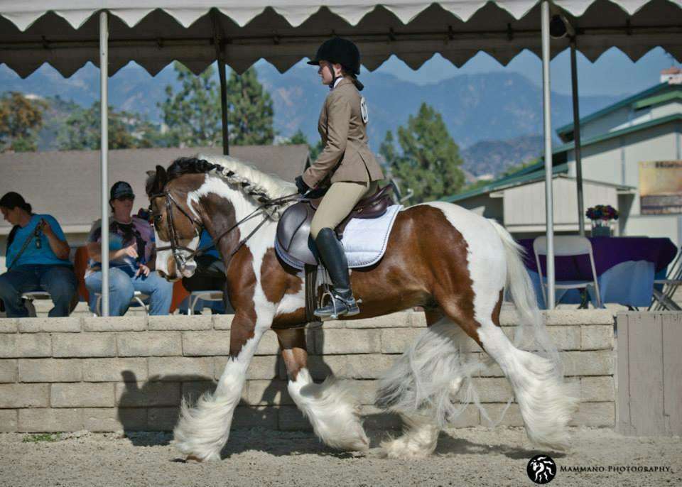 The Riding Academy | 30300 Garbani Rd, Menifee, CA 92584, USA | Phone: (951) 301-9272