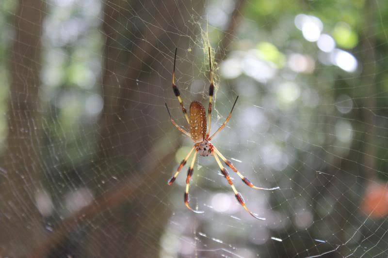 Frenchtown Rd Conservation Area | 17819 Frenchtown Rd, Central, LA 70739, USA | Phone: (225) 272-9200