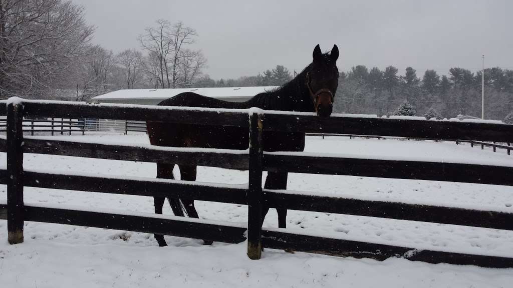 New Jersey Equine Clinic | 279 Millstone Rd, Millstone, NJ 08535 | Phone: (732) 786-0662