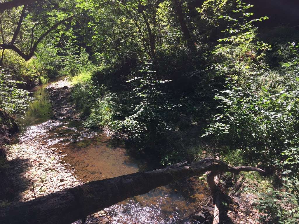 Marbled Murrelet Nesting Spot | Berry Creek Falls Trail, Davenport, CA 95017