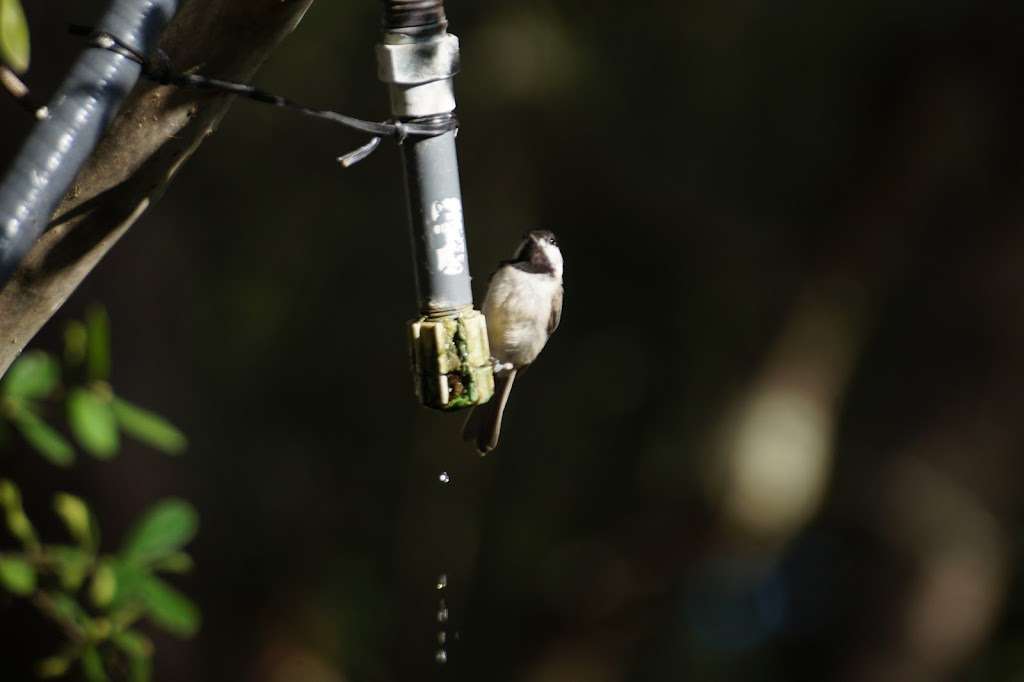 Warbler Woods Bird Sanctuary | 19349 Old Wiederstein Rd, Cibolo, TX 78108, USA | Phone: (210) 602-8621