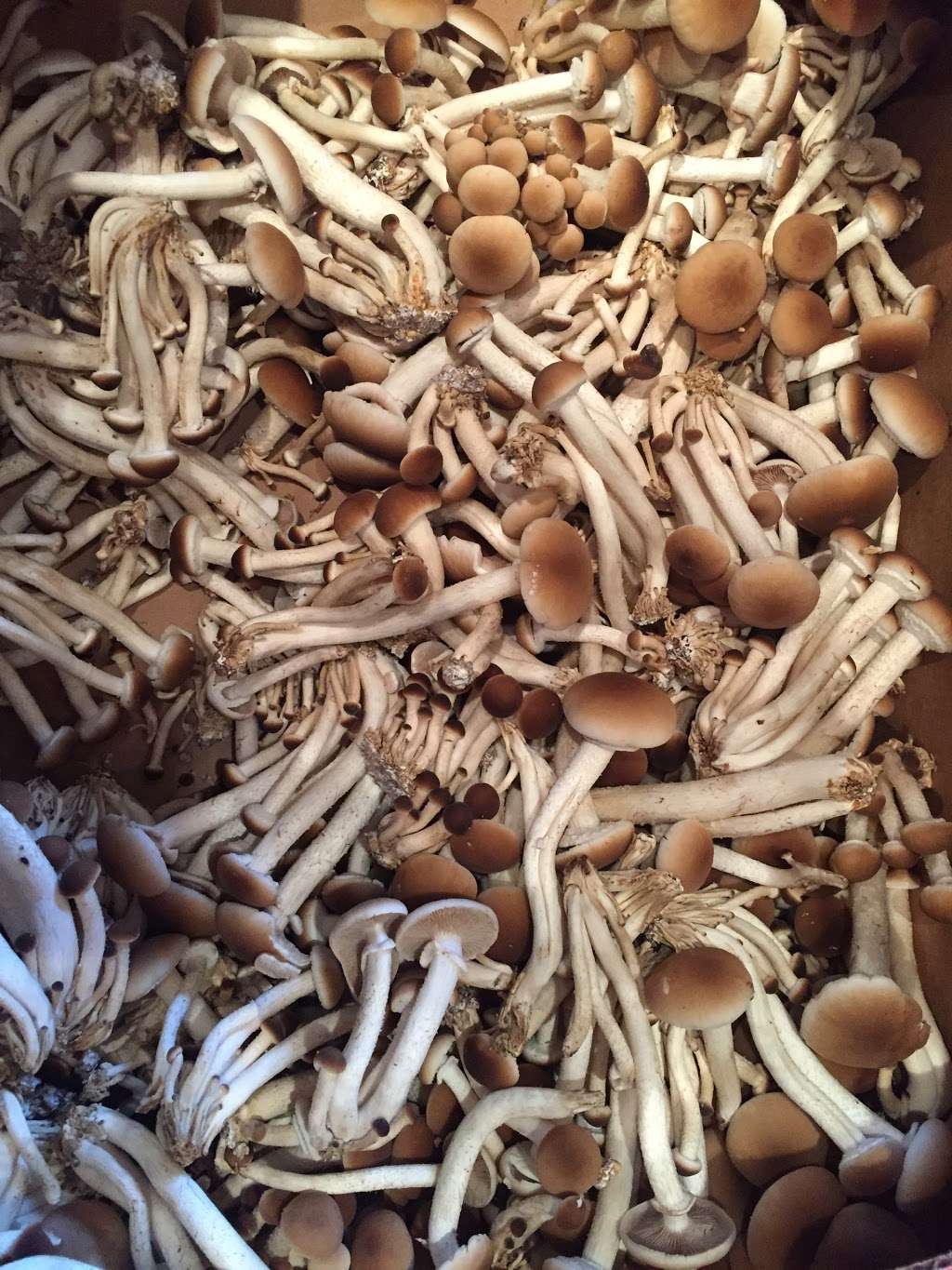 The Woodlands at Phillips Mushroom Farms | 1020 Kaolin Rd, Kennett Square, PA 19348 | Phone: (610) 444-2192