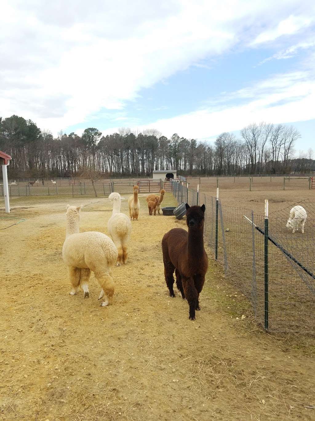 TaCaCo Alpacas | 28494 Fire Tower Rd, Laurel, DE 19956, USA | Phone: (302) 236-7950
