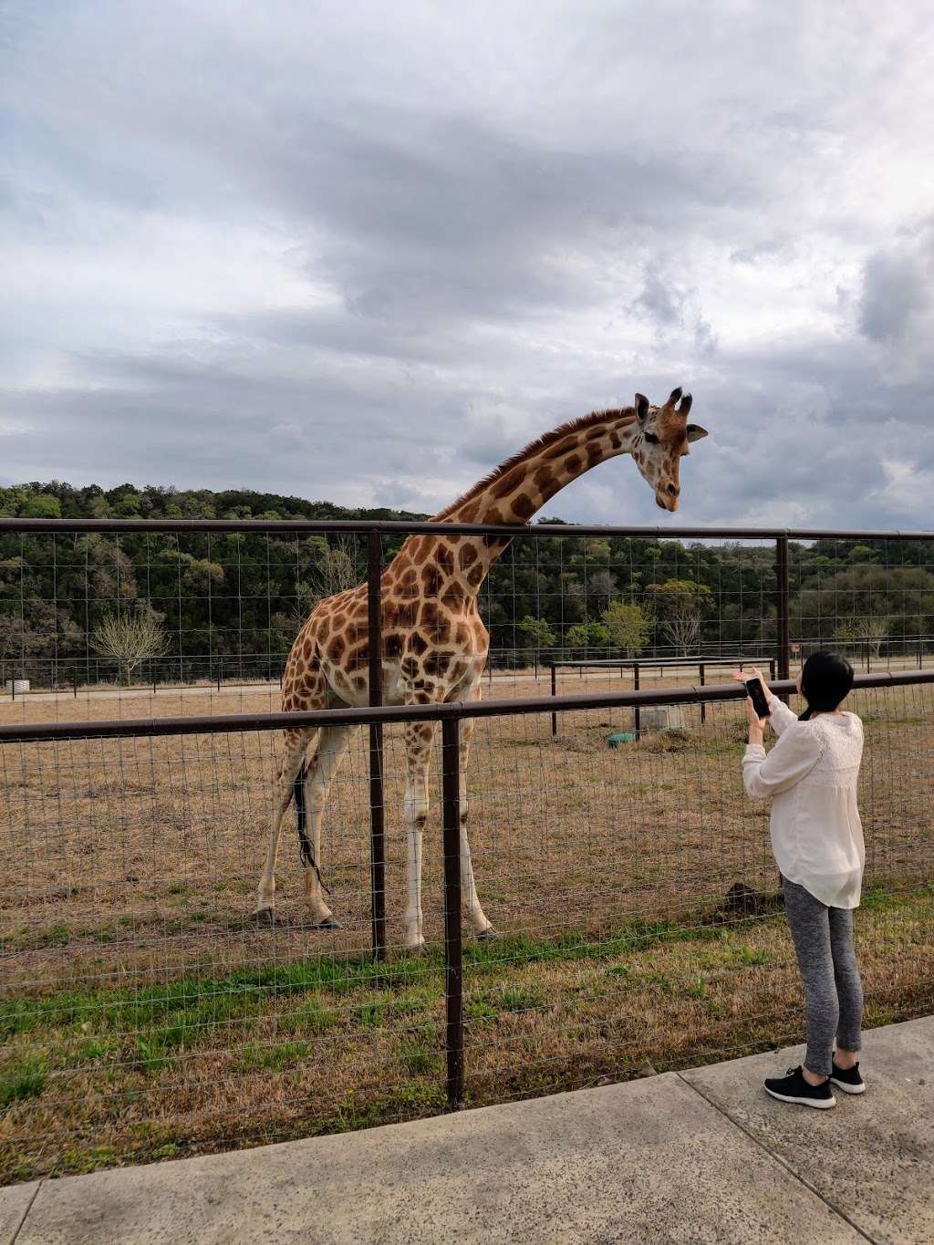 Safari Sweet Spot | 04888-000-0023, San Antonio, TX 78261, USA