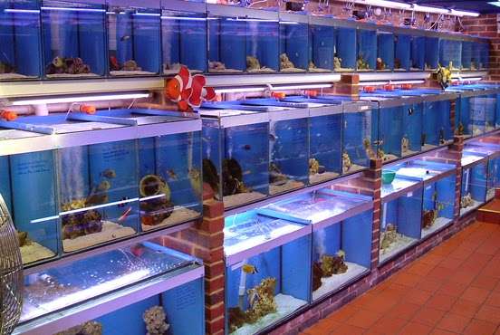 World of Fishes | World Of Fishes Eastbourne Road, A22, Felbridge, Lingfield RH7 6HL, UK | Phone: 01342 836633