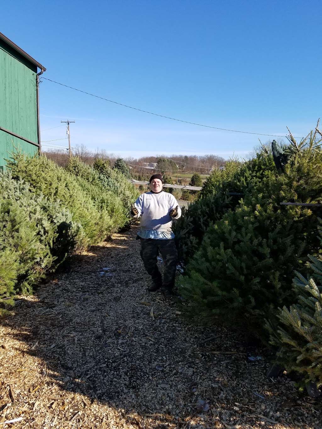 Helen & Eds Tree Farm | 3758 St Marys Rd, Wapwallopen, PA 18660 | Phone: (570) 868-6252