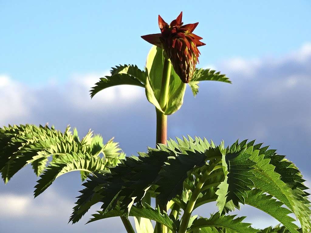 Blackstem Plants | Shepherds Lodge, Clay Hill Rd, Lamberhurst, KENT TN3 8LT, UK | Phone: 07973 129102