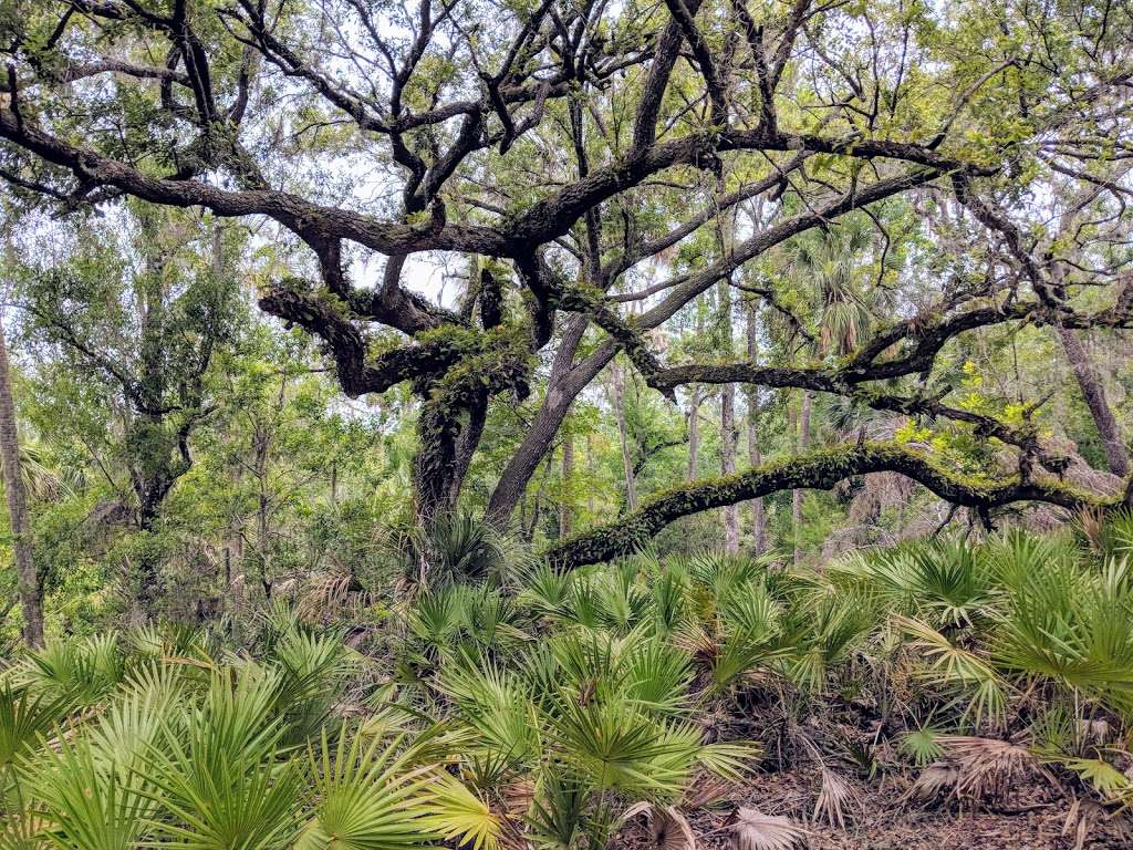 Creek Bluffs Loop Trail, Tiger Creek Preserve | 8373-8399 Wakeford Rd, Lake Wales, FL 33898, USA | Phone: (863) 635-7506