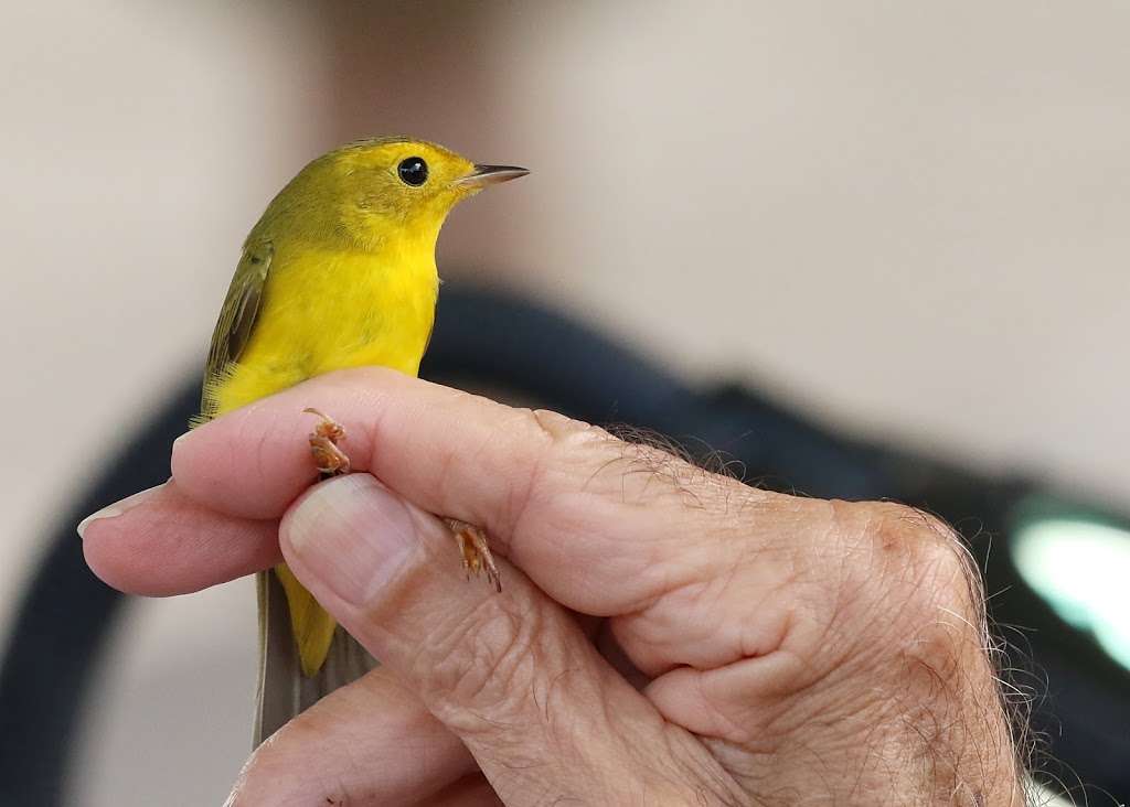 Gulf Coast Bird Observatory | 299 West, TX-332, Lake Jackson, TX 77566, USA | Phone: (979) 480-0999