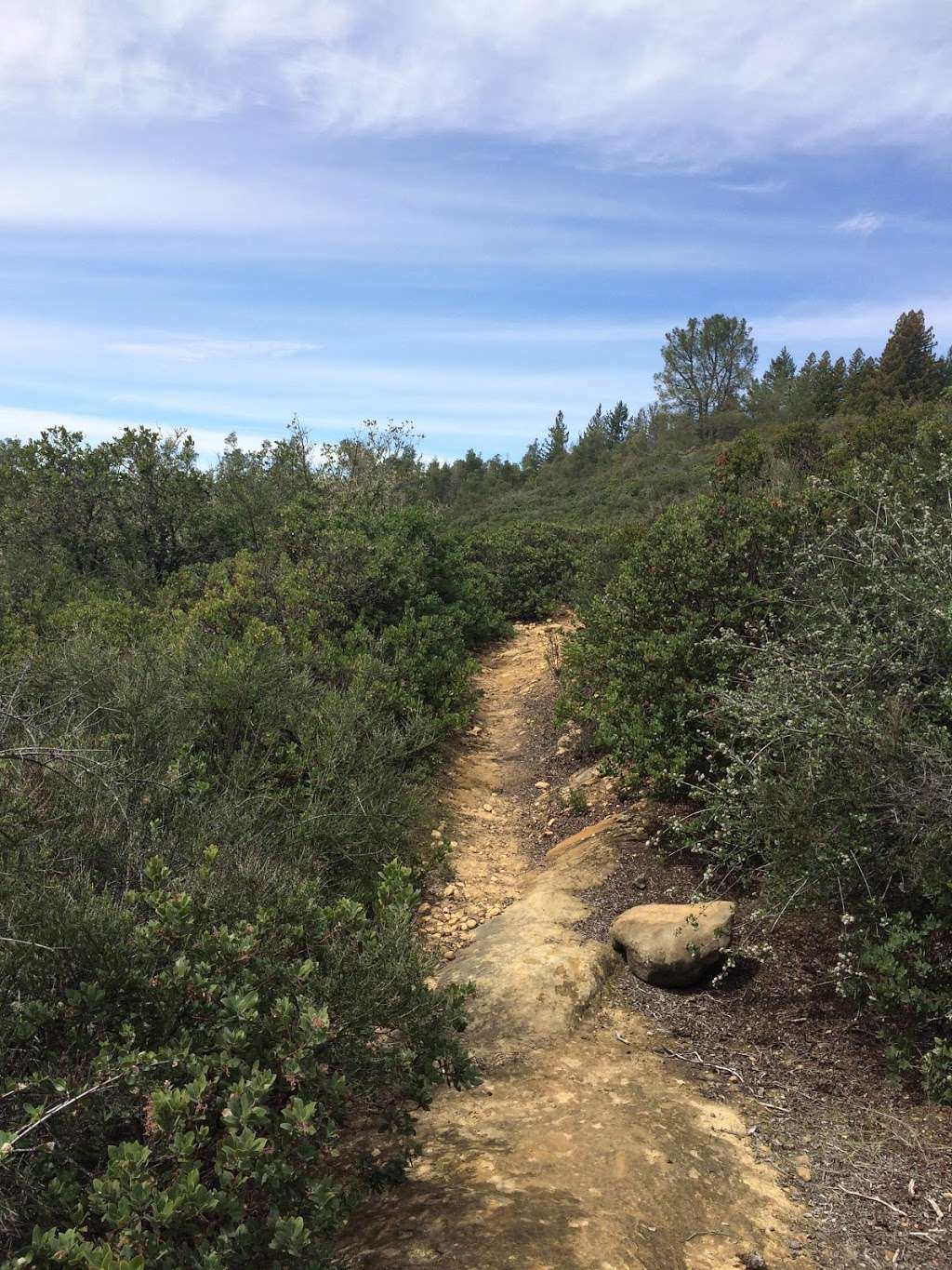 The Grove of Stout-Hearted Wonders | Skyline-to-the-Sea Trail, Boulder Creek, CA 95006, USA