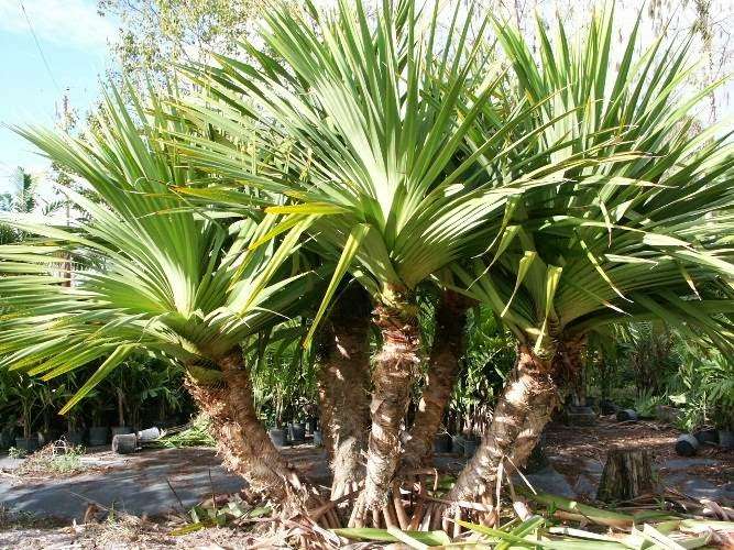 Tropical Landscapers | 8917 116th Terrace S, Boynton Beach, FL 33472, USA | Phone: (561) 369-2899