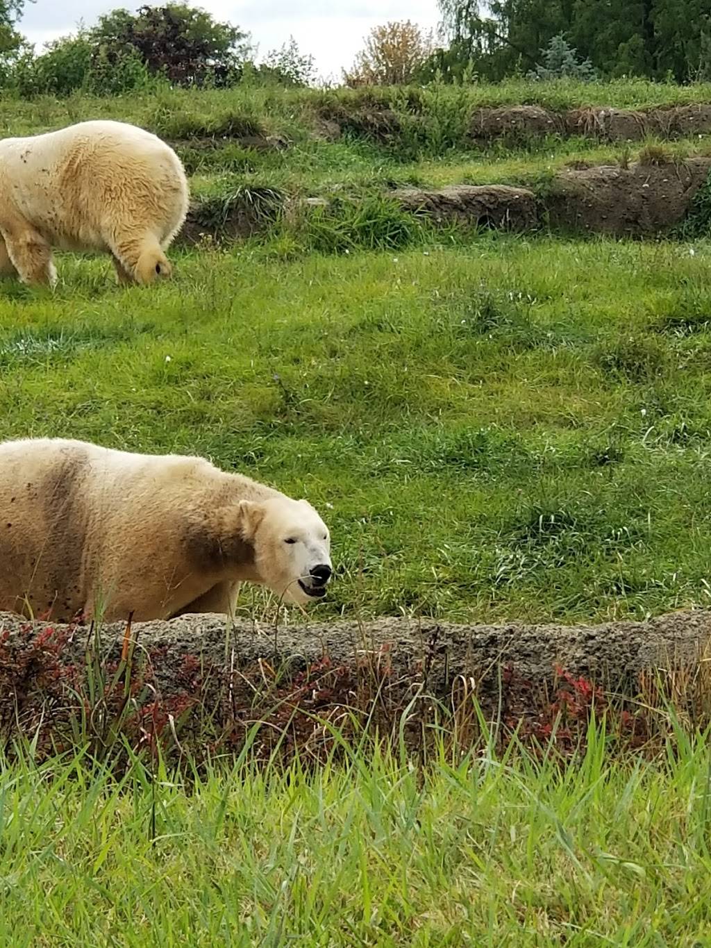 Arctic Ring of Life - Polar Bear & Seal | 8450 W 10 Mile Rd, Royal Oak, MI 48067, USA | Phone: (248) 541-5717