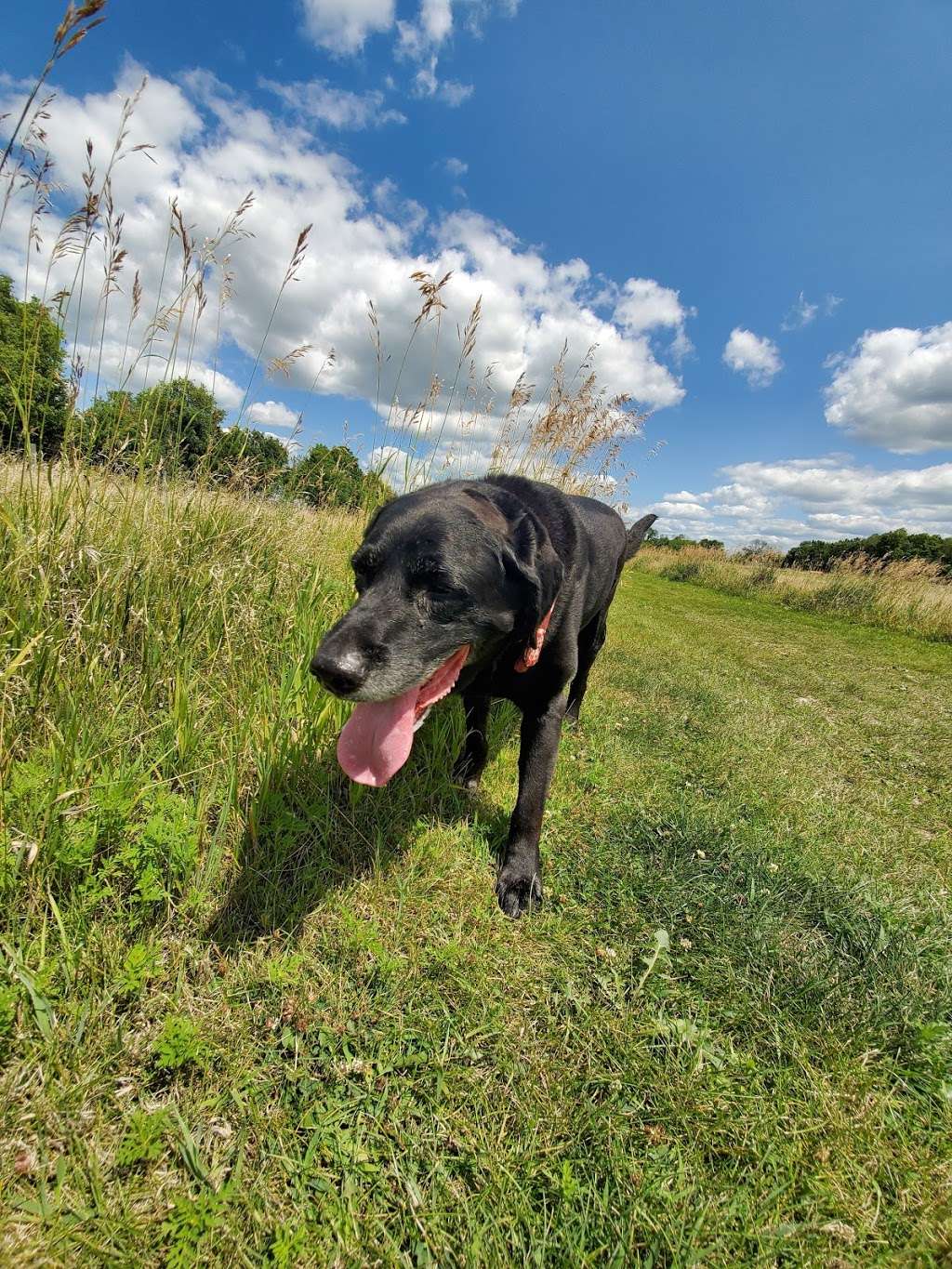 Terri Tinsley Dog Exercise Area | W5098 Canine Dr, Johnson Creek, WI 53038, USA | Phone: (920) 674-7260