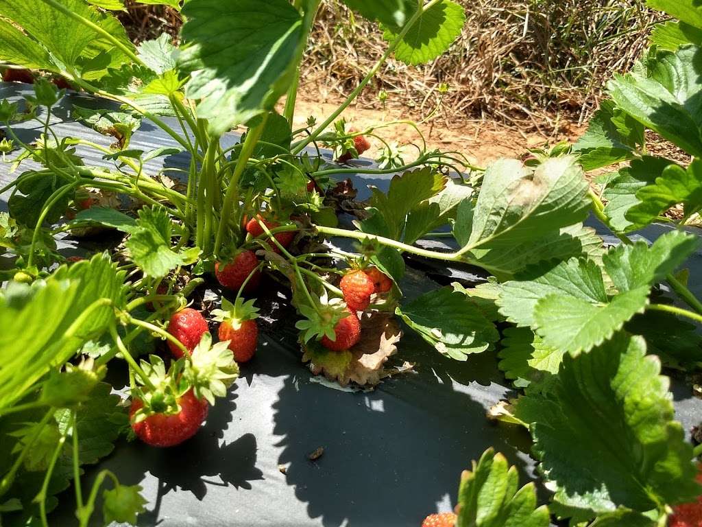 Wegmeyer Farm - Oatland Strawberry Picking | 355404640000, Leesburg, VA 20175, USA | Phone: (540) 751-1782