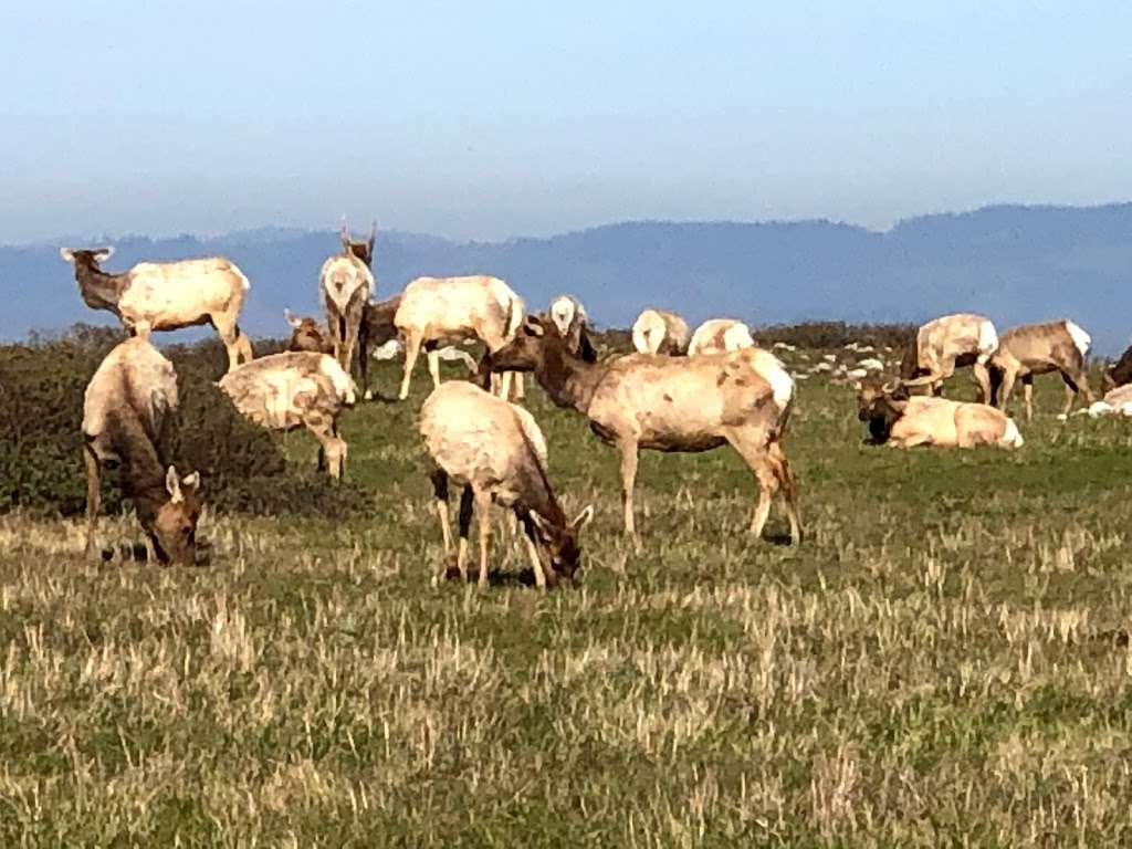 Elk Reserve | Tomales Point Trail, Inverness, CA 94937, USA
