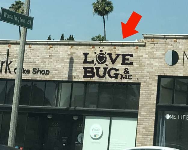 LoveBug & Me Music | 1357 N Hill Ave, Pasadena, CA 91104, USA | Phone: (310) 356-8363