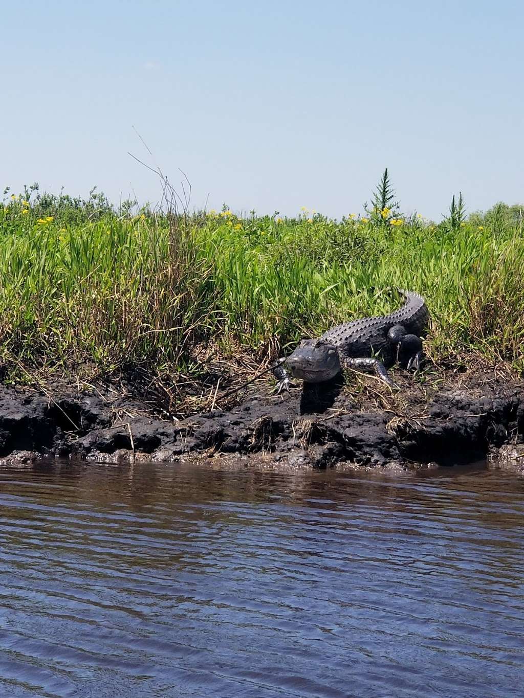 Tosohatchee Wildlife Management Area | 3365 Taylor Creek Rd, Christmas, FL 32709, USA | Phone: (352) 732-1225