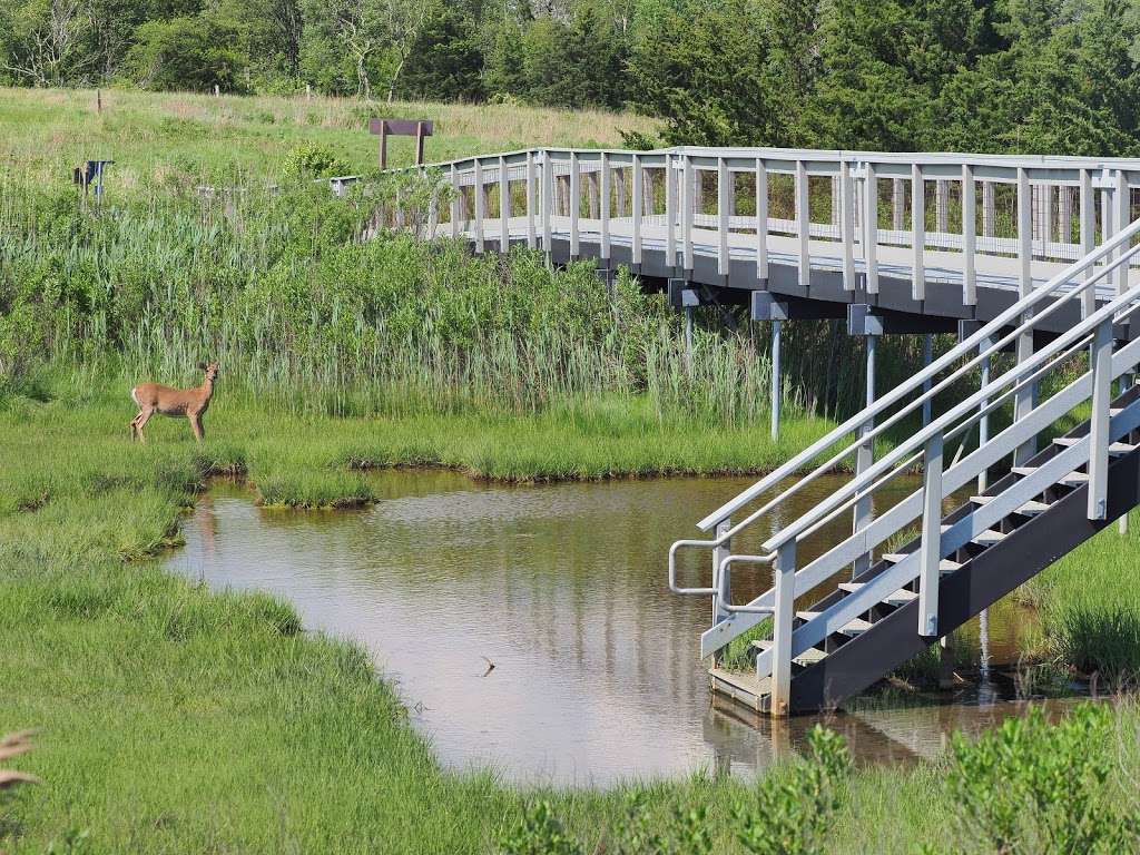 Edwin B Forsythe National Wildlife Refuge Admin Building And Vis | 800 Great Creek Rd, Galloway, NJ 08205, USA | Phone: (609) 652-1665