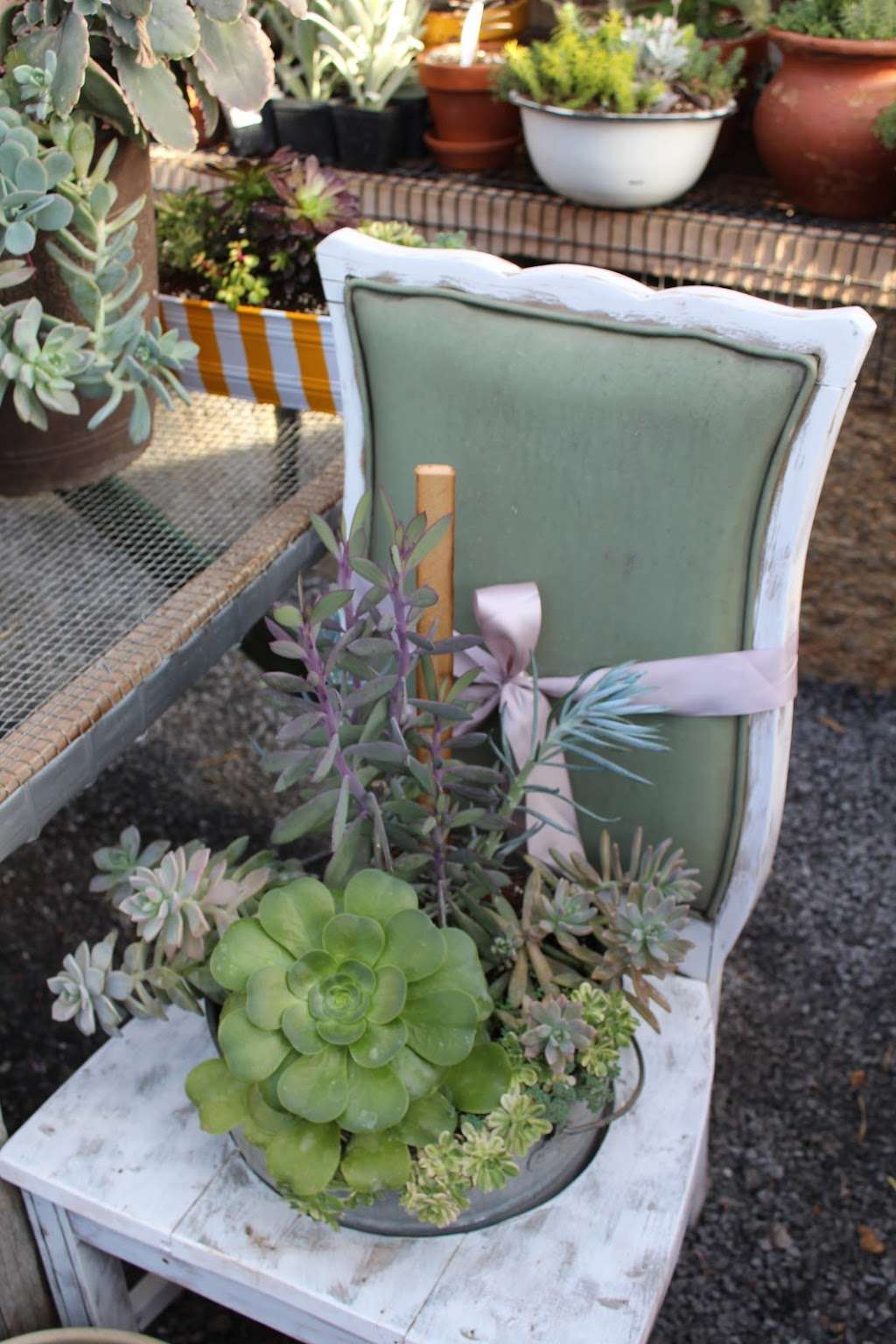 M & M Succulents & Barnwood Furniture | 295 Mill Rd, Ephrata, PA 17522, United States | Phone: (717) 445-5203