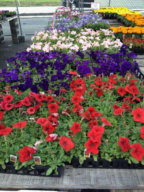 The Flower Station | 3500 Philmont Ave, Huntingdon Valley, PA 19006 | Phone: (215) 947-1866