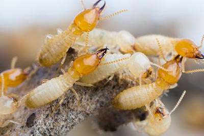 South Bay Termite Control | 342 Ann Darling Dr, San Jose, CA 95133, USA | Phone: (408) 713-6480