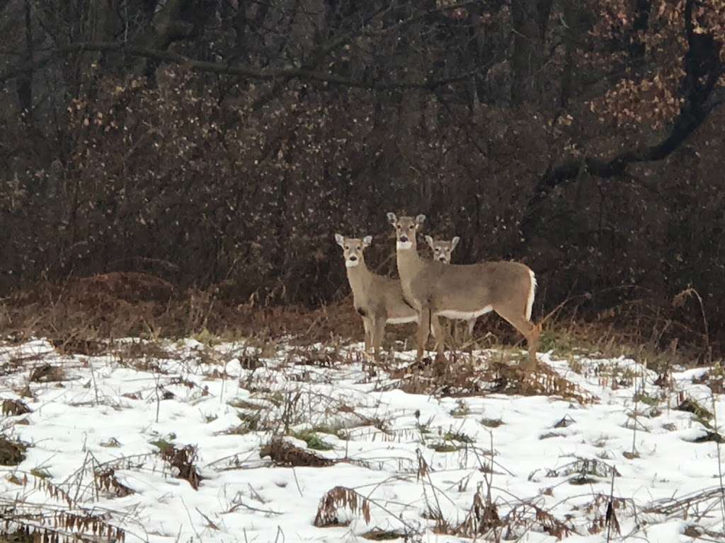 Lemont Woods County Forest Preserve | Woodridge, IL 60517