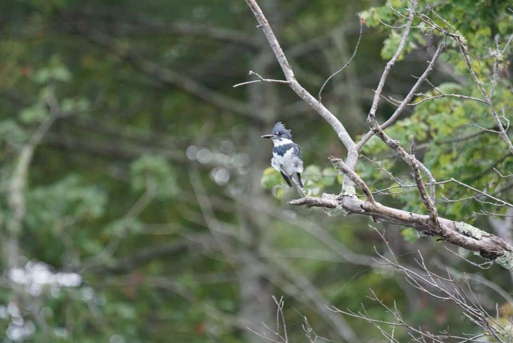 Wildlands Trust - Halfway Pond Conservation Area | Mast Rd, Plymouth, MA 02360, USA | Phone: (781) 934-9018