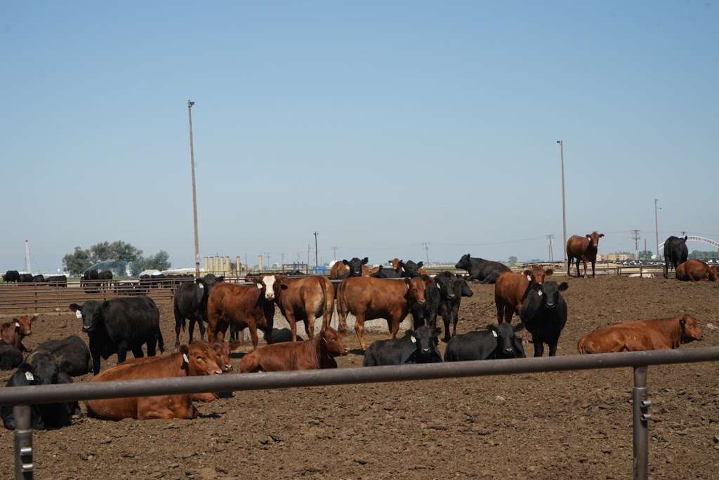 Producers Feed Lot | 30130 Co Rd 49, Greeley, CO 80631, USA | Phone: (970) 352-6500