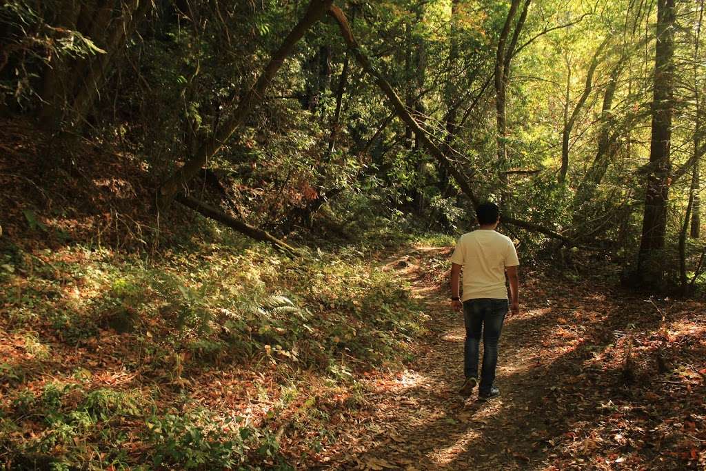 Garden of Eden - Henry Cowell Redwood State Park | CA-9, Felton, CA 95018, USA | Phone: (831) 335-4598