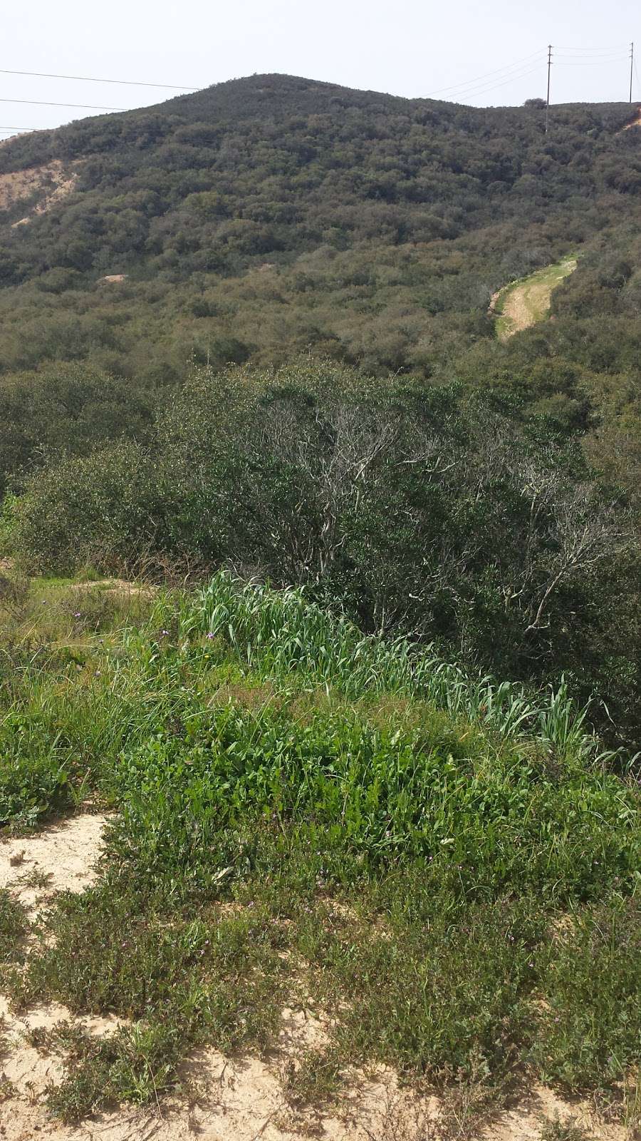 Vernal Pool | San Diego, CA 92129, USA