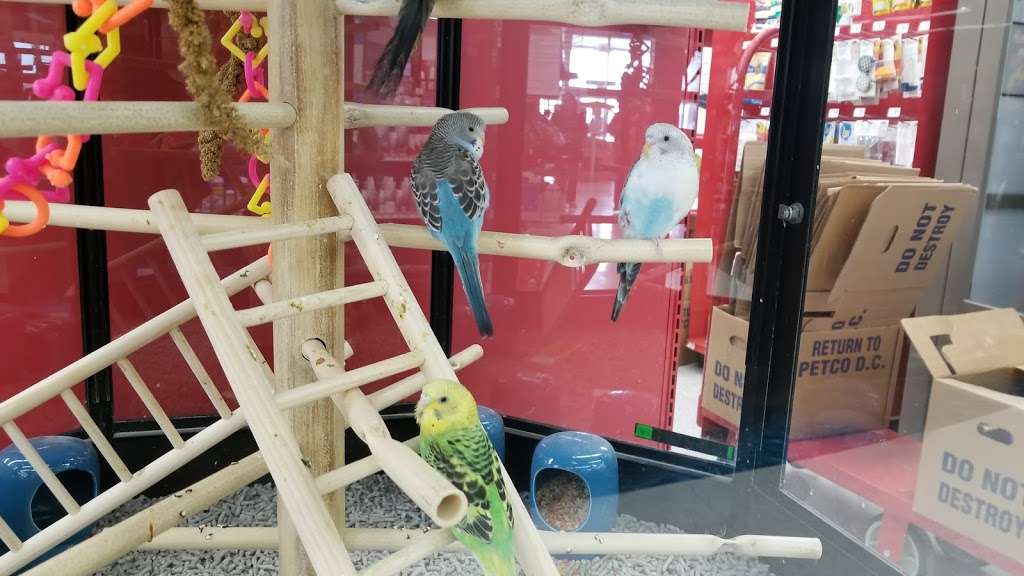 Petco | 205 Ken Pratt Blvd, Longmont, CO 80501, USA | Phone: (720) 652-4642