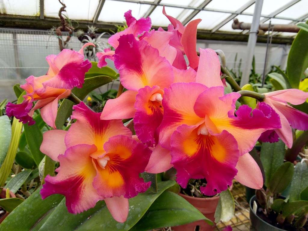 Silvas Orchids | 635 Wayside Rd, Neptune City, NJ 07753 | Phone: (732) 922-2635