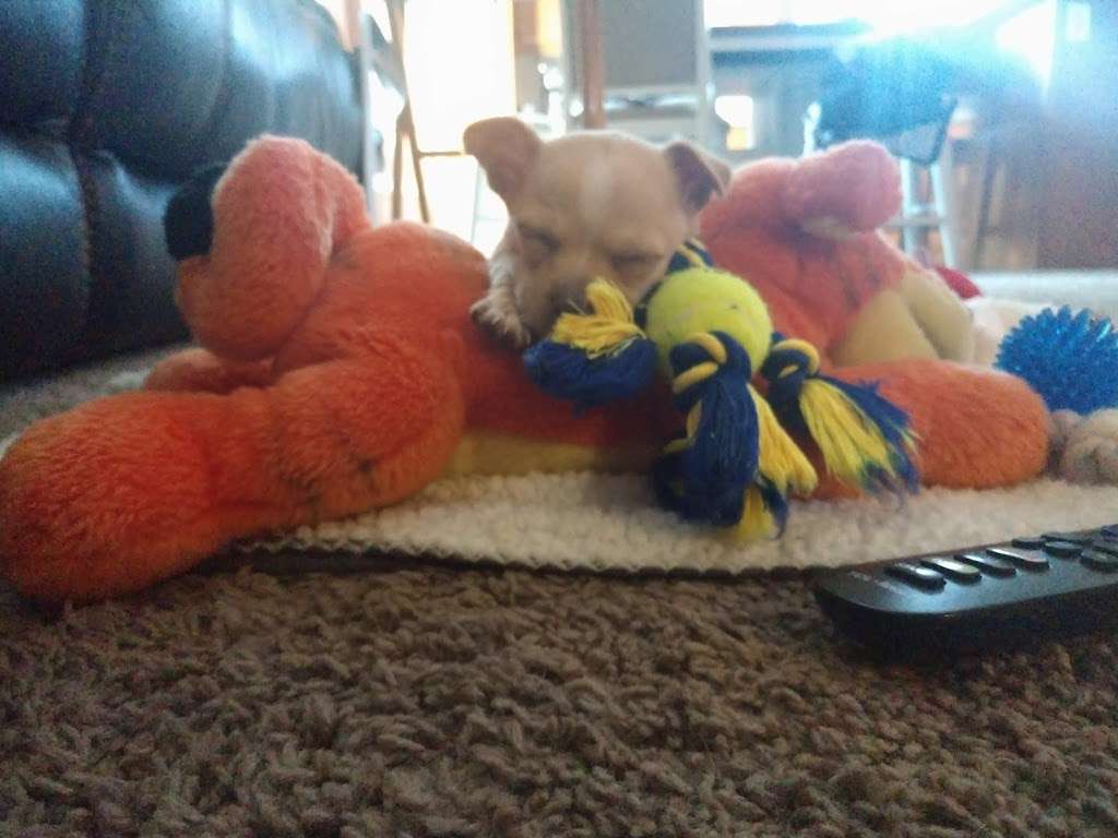 Menifee Valley Animal Clinic | 26900 Newport Rd, Menifee, CA 92584, USA | Phone: (951) 672-8077 Menifee Valley Animal Clinic | 26900 Newport Rd, Menifee, CA 92584, USA | Phone: (951) 672-8077