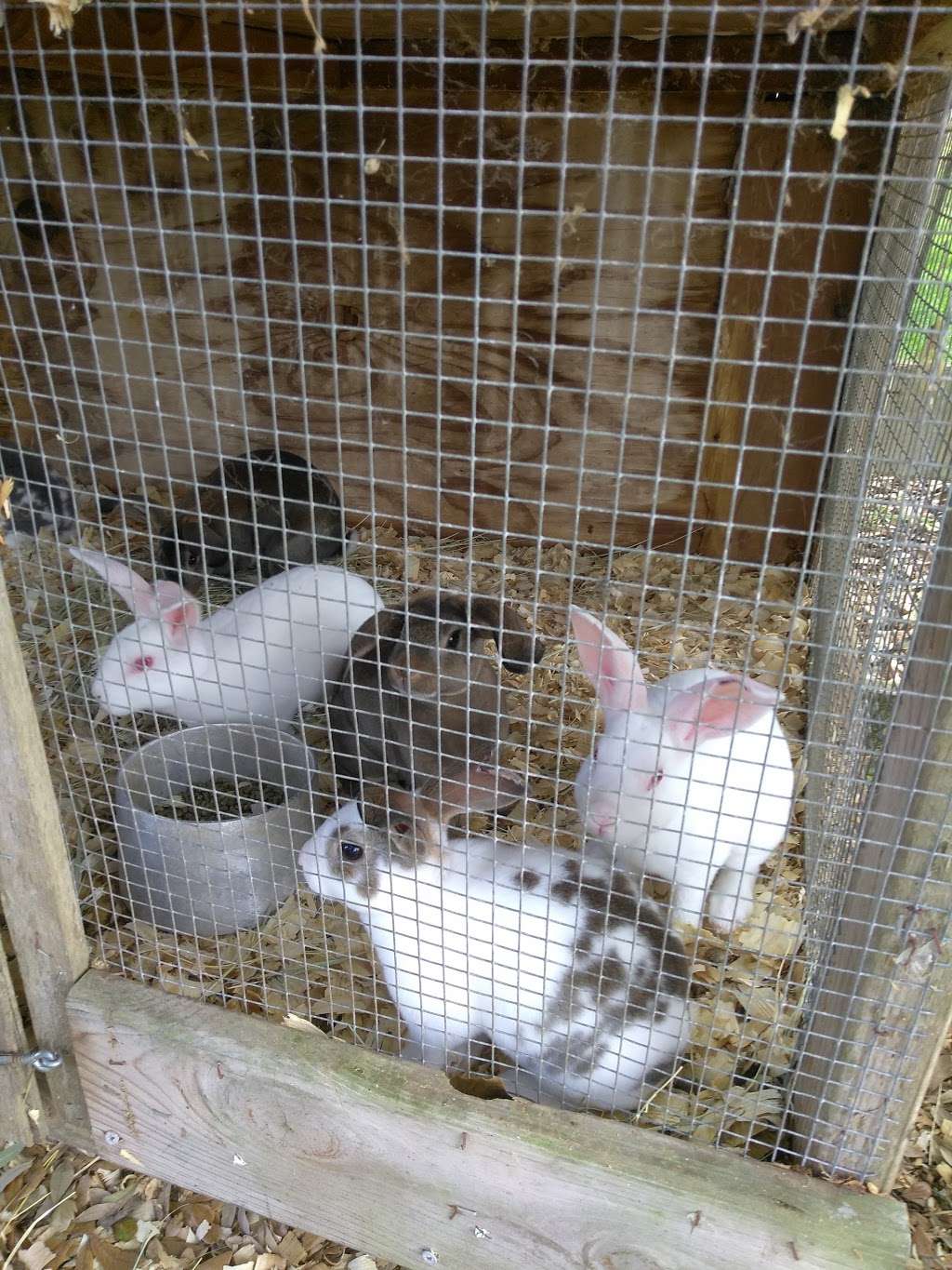 Boling Bunny Farm / Texas Custom Cages | 19239 FM442, Boling-Iago, TX 77420, USA | Phone: (979) 793-5858