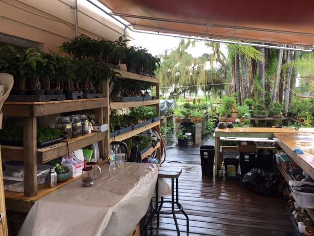 Elemental Bonsai & Tea Garden | 1440 Neptune Rd, Kissimmee, FL 34744, USA | Phone: (407) 925-3079