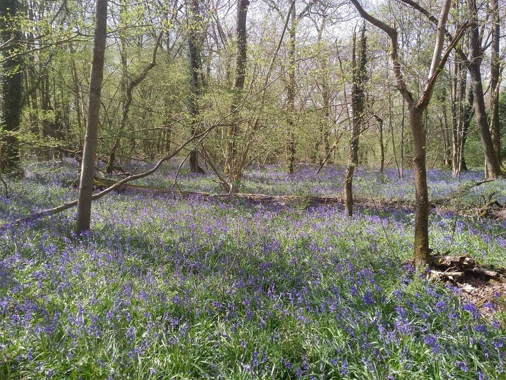 Great Church Wood Nature Reserve | Woldingham, Caterham CR3 7JG, UK