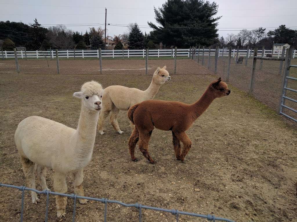 Arrow Acres alpaca farm | 2011 Bentz Rd, Wall Township, NJ 07719 | Phone: (732) 861-1385