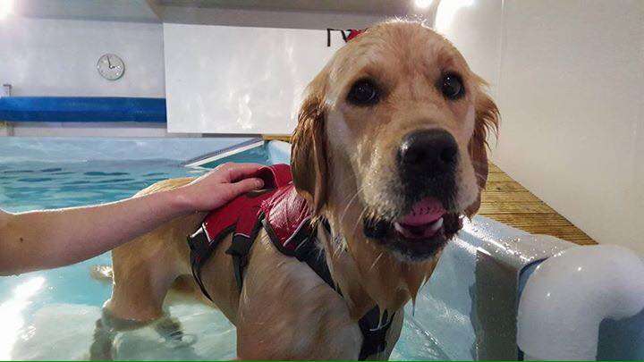 Pawsome Paddles Hydrotherapy Centre | Foxholes Farm, London Rd, Hertford SG13 7NT, UK | Phone: 07923 074372