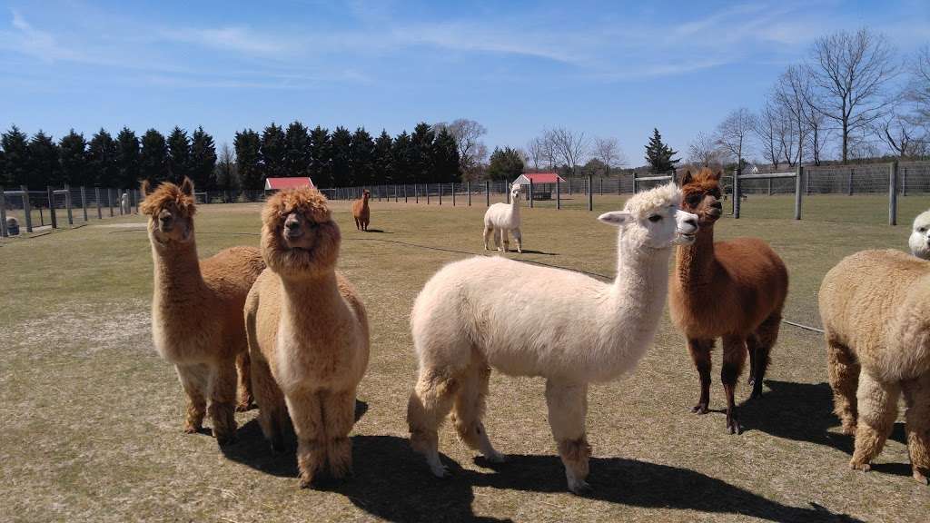 Silver Fox Farm Alpacas | 714 W Herschel St, Egg Harbor City, NJ 08215, USA