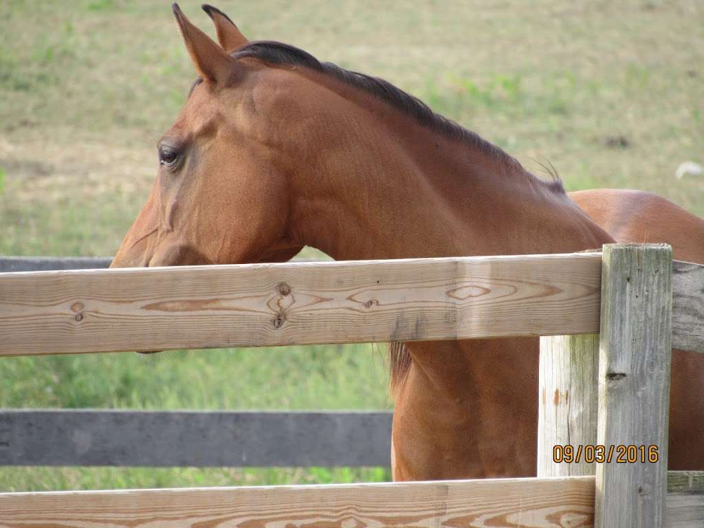 New Beginnings Horse Rescue and Sanctuary at Creekside Stables | 9912 Masser Rd, Frederick, MD 21702 | Phone: (301) 693-8457