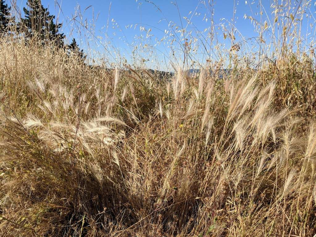 Long Ridge Open Space Preserve | La Honda, CA 94020, USA | Phone: (650) 691-1200