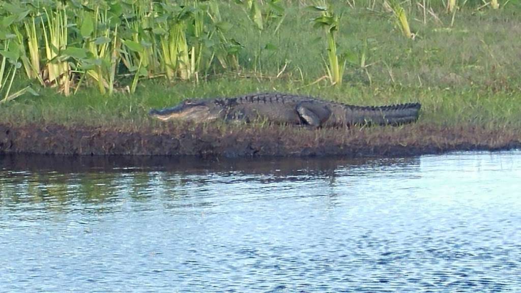 Switchgrass Outfitters & Airboat Tours | 1320 Cupid Ave, Christmas, FL 32709, USA | Phone: (321) 900-2494