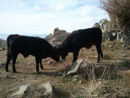 Ohlone Regional Wilderness Trail | 270 Stanford Ave, Fremont, CA 94539, USA | Phone: (510) 544-3246