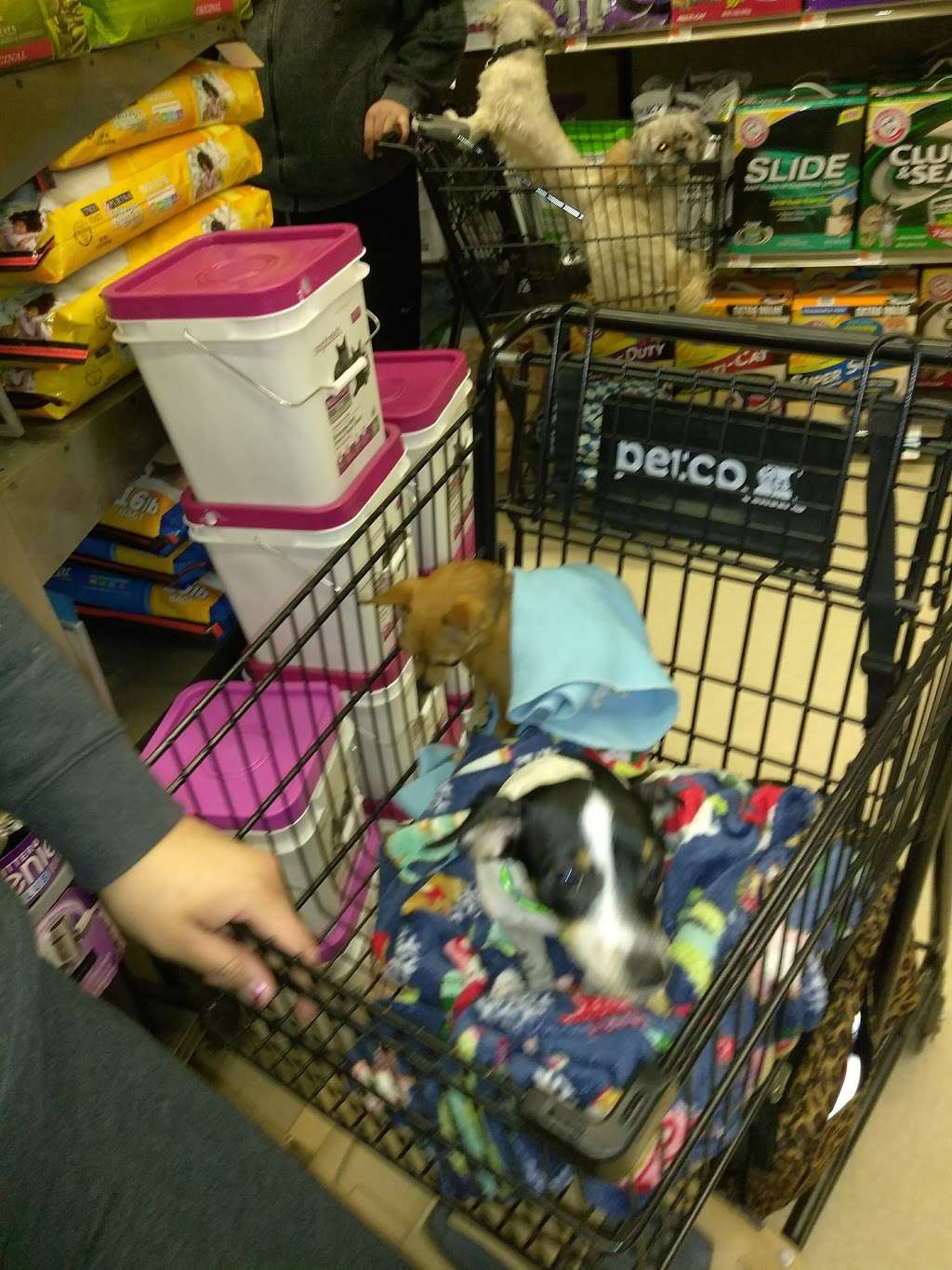 Petco | 205 Washington St, Hudson, MA 01749, USA | Phone: (978) 562-4305