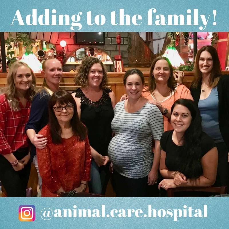 Animal Care Hospital | 21554 Outer Hwy 18 N, Apple Valley, CA 92307, USA | Phone: (760) 247-0292