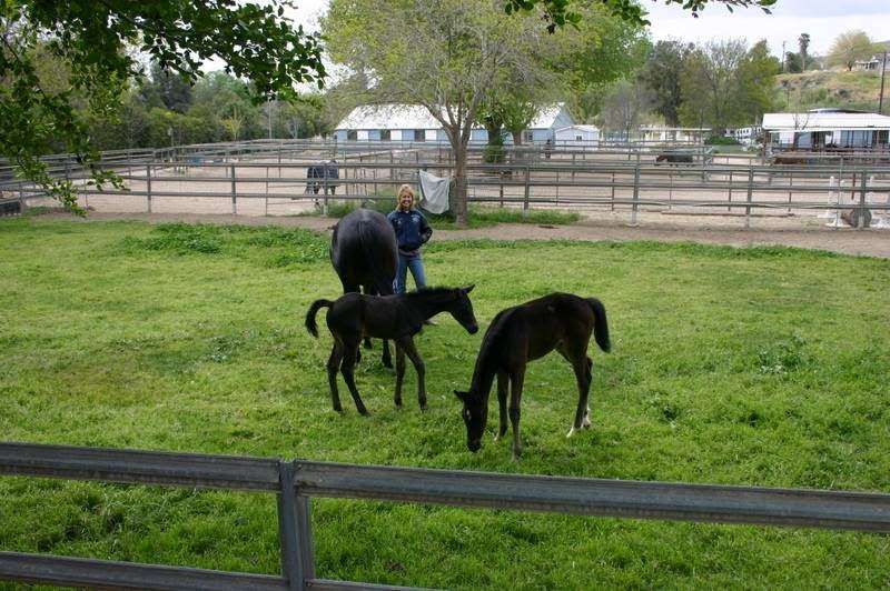 Silver Gate Farms | 28840 Bouquet Canyon Rd, Santa Clarita, CA 91390 | Phone: (661) 312-6369