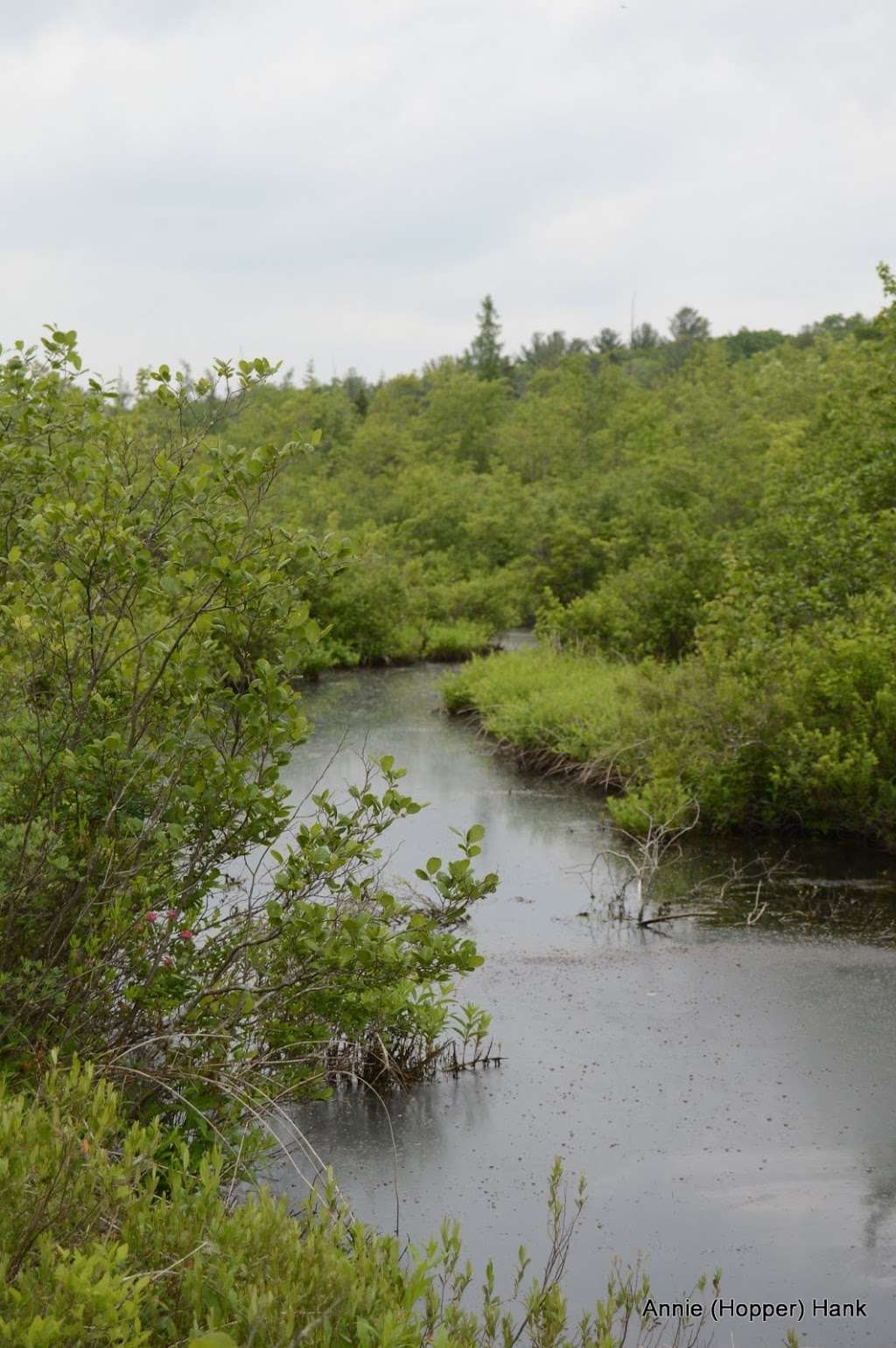 Tannersville Cranberry Bog Preserve | East Stroudsburg, PA 18301, USA | Phone: (703) 841-5300