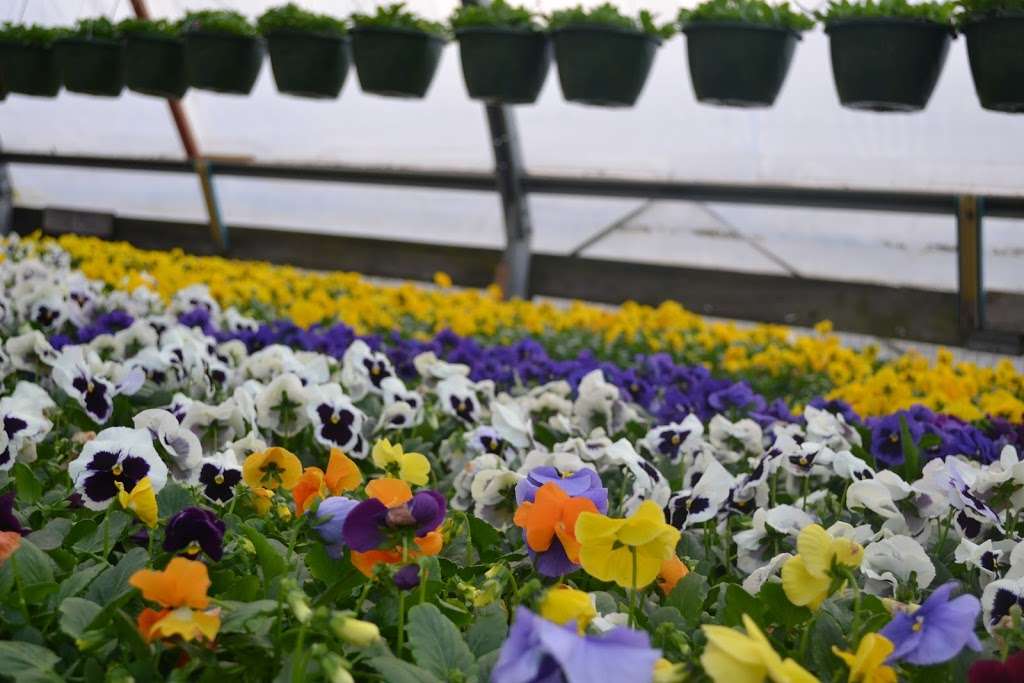 Bella Flowers & Greenhouses | 24324 W Bluff Rd, Channahon, IL 60410, USA | Phone: (800) 891-6068